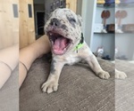 Small #5 French Bulldog