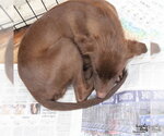 Small #5 Labrador Retriever Mix