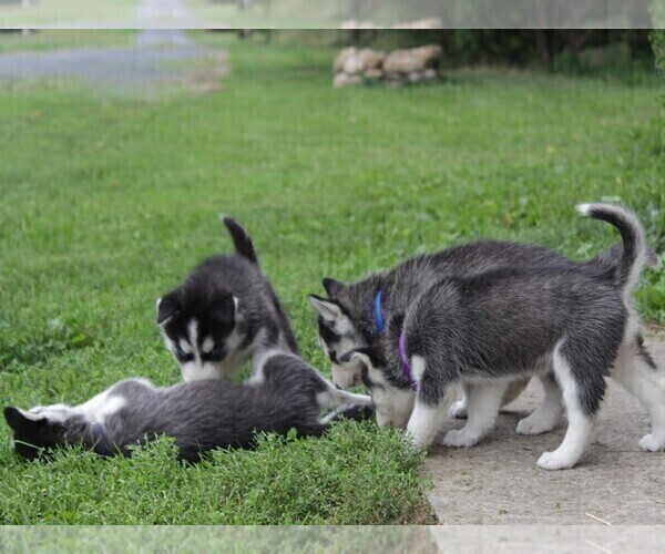 Medium Photo #2 Siberian Husky Puppy For Sale in CATAWISSA, PA, USA