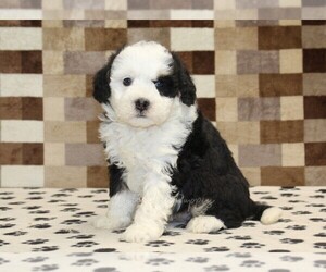 Bernedoodle (Miniature) Puppy for sale in DENVER, PA, USA