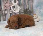 Small #9 Poodle (Toy)