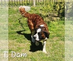 Small Photo #1 Saint Bernard Puppy For Sale in TURLOCK, CA, USA