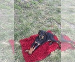 Puppy 6 Doberman Pinscher