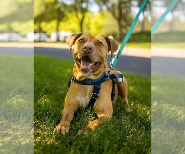Medium Photo #4 American Staffordshire Terrier Puppy For Sale in Lawrenceville, NJ, USA