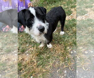 Basil - Male Mutt Dog for Adoption - Photo #4