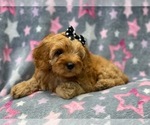 Small Photo #9 Cockapoo Puppy For Sale in LAKELAND, FL, USA