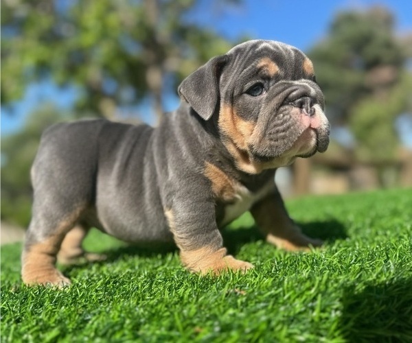 Medium Photo #1 English Bulldog Puppy For Sale in LOS ANGELES, CA, USA