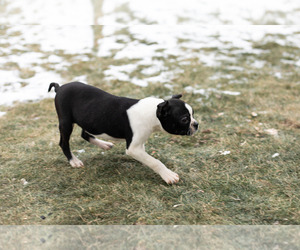 Boston Terrier Puppy for sale in MILFORD, IN, USA