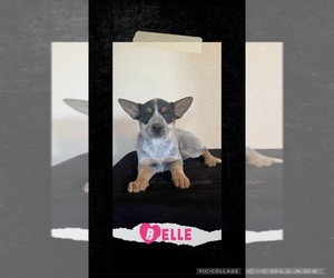 Australian Cattle Dog Puppy for Sale in TOPPENISH, Washington USA