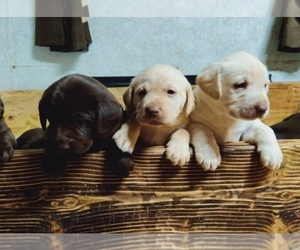 Labrador Retriever Puppy for sale in ATHOL, ID, USA