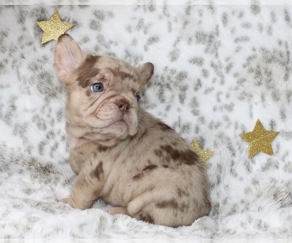 Medium Photo #4 French Bulldog Puppy For Sale in CHARLOTTE, NC, USA