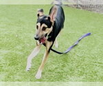 Small #1 German Shepherd Dog Mix