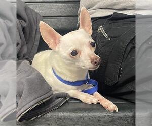 Chihuahua-Unknown Mix Dogs for adoption in Tallahassee, FL, USA
