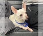 Small Chihuahua Mix