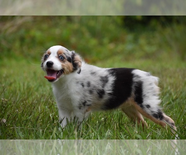 Medium Photo #2 Miniature Australian Shepherd Puppy For Sale in PALM COAST, FL, USA