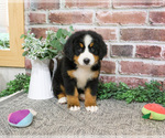 Small #4 Bernese Mountain Dog