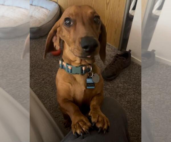 Medium Photo #1 Dachshund Puppy For Sale in Los Angeles, CA, USA