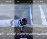 Small #3 Neapolitan Mastiff Mix