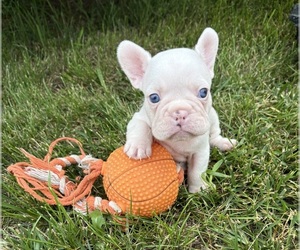 French Bulldog Puppy for sale in MIDDLEBURY, IN, USA