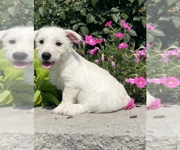 Medium Photo #5 West Highland White Terrier Puppy For Sale in CANOGA, NY, USA
