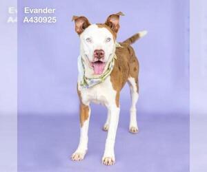 Mutt Dogs for adoption in Conroe, TX, USA