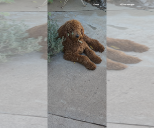 Mother of the Goldendoodle puppies born on 01/17/2026