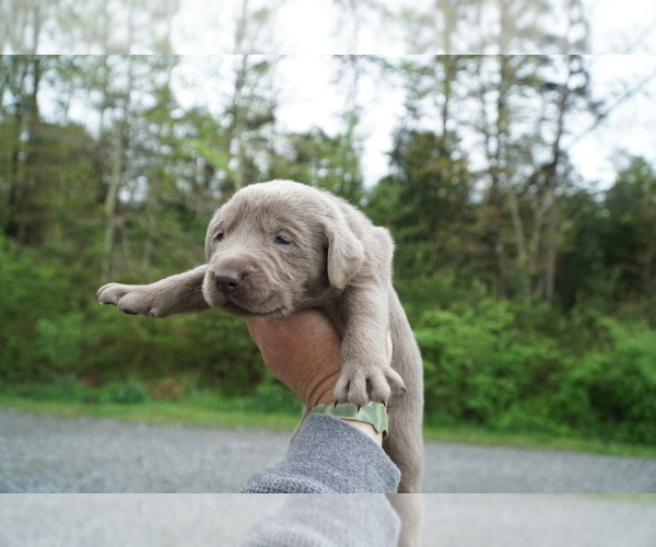 Medium Photo #5 Labrador Retriever Puppy For Sale in GREENEVILLE, TN, USA