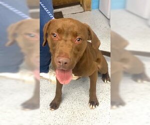 Labralas Dogs for adoption in Rowayton, CT, USA