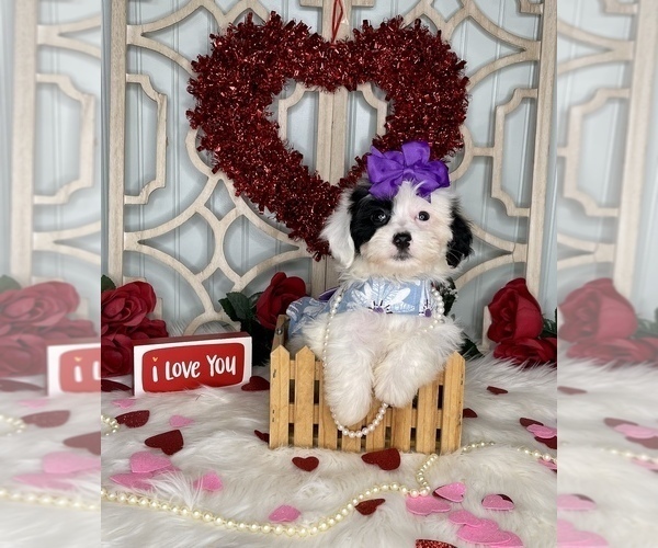 Medium Photo #2 YorkiePoo Puppy For Sale in MORRIS CHAPEL, TN, USA
