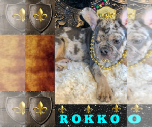 French Bulldog Puppy for sale in HEATHROW, FL, USA
