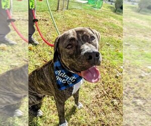 American Pit Bull Terrier-Mountain Cur Mix Dogs for adoption in Rockaway, NJ, USA