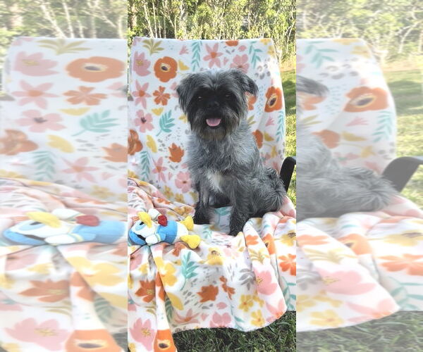 Medium Photo #4 Shih Tzu Puppy For Sale in Weston, FL, USA