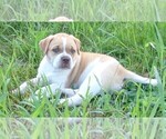 Small Photo #3 American Bulldog Puppy For Sale in SAINT CATHARINE, MO, USA