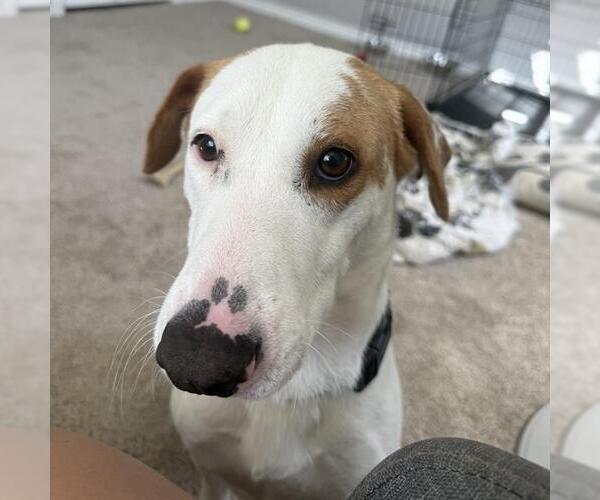 Medium Photo #1 Labrador Retriever-Unknown Mix Puppy For Sale in San Antonio, TX, USA