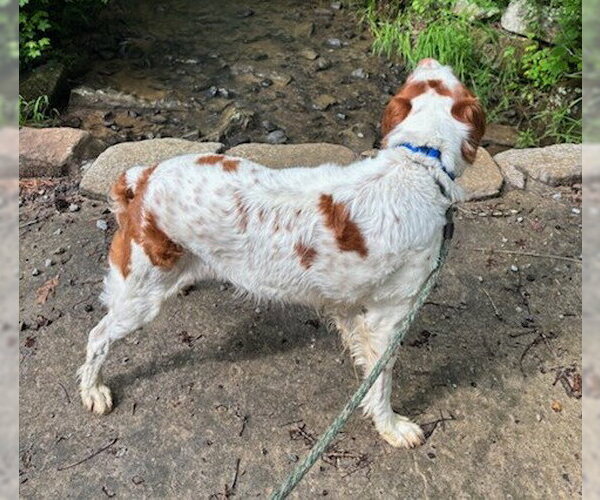 Medium Photo #3 Brittany Puppy For Sale in Curwensville, PA, USA
