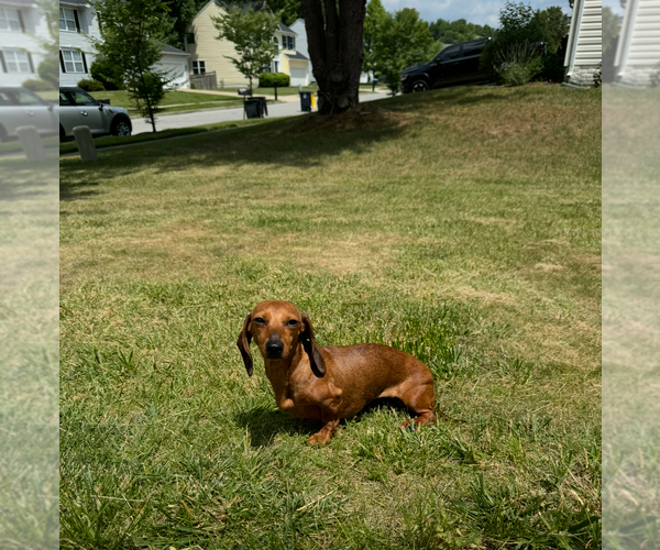 Medium Photo #1 Dachshund Puppy For Sale in UPPER MARLBORO, MD, USA