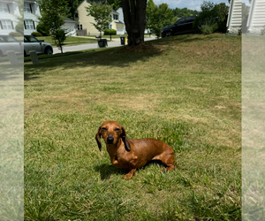 Mother of the Dachshund puppies born on 04/19/2025