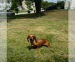 Small Photo #1 Dachshund Puppy For Sale in UPPER MARLBORO, MD, USA