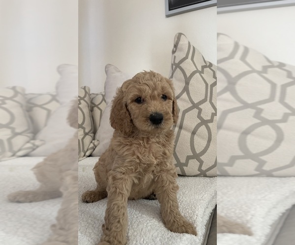 Medium Photo #12 Goldendoodle Puppy For Sale in SAN DIEGO, CA, USA