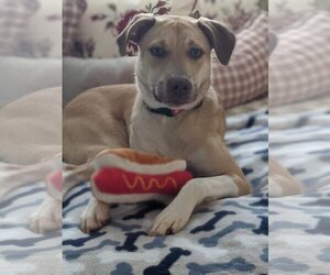 Deacon - Male Boxer-Unknown Mix Dog for Adoption - Photo #3