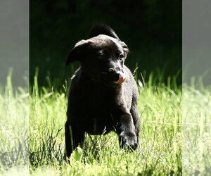 Shepradors Dogs for adoption in Mechanicsburg, PA, USA