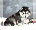 Small Photo #3 Pomsky Puppy For Sale in PARKESBURG, PA, USA