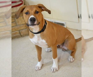 Scout - Male Mutt Dog for Adoption - Photo #2