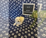 Small #8 Bichon Frise