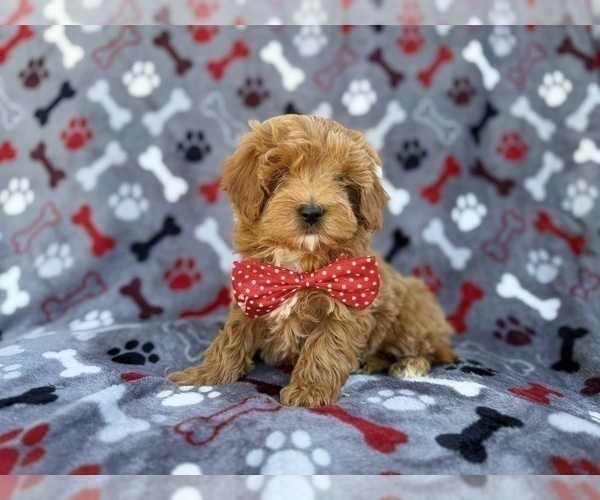 Medium Photo #7 Cavapoo (Miniature) Puppy For Sale in LAKELAND, FL, USA