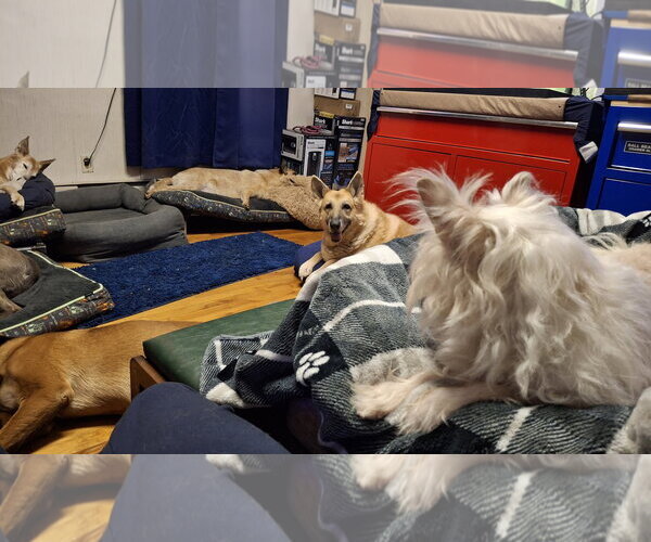 Medium Photo #9 Chihuahua-Unknown Mix Puppy For Sale in Sebec, ME, USA