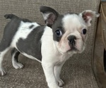 Puppy Lexi Faux Frenchbo Bulldog