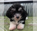 Small Photo #2 Havanese Puppy For Sale in LANSING, IA, USA