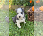Small Photo #12 Siberian Husky Puppy For Sale in EAST HERKIMER, NY, USA