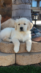 Small Photo #1 Golden Retriever Puppy For Sale in RAMONA, CA, USA